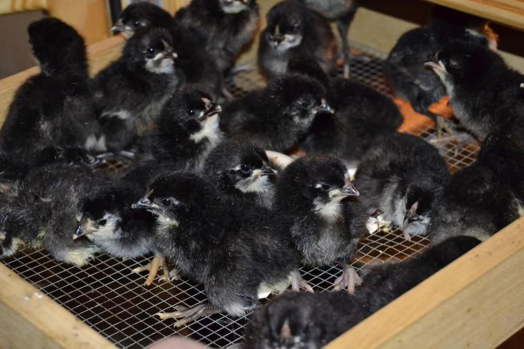 Gite Hansel De La Ferme Du Schneeberg Wangenbourg-Engenthal Esterno foto