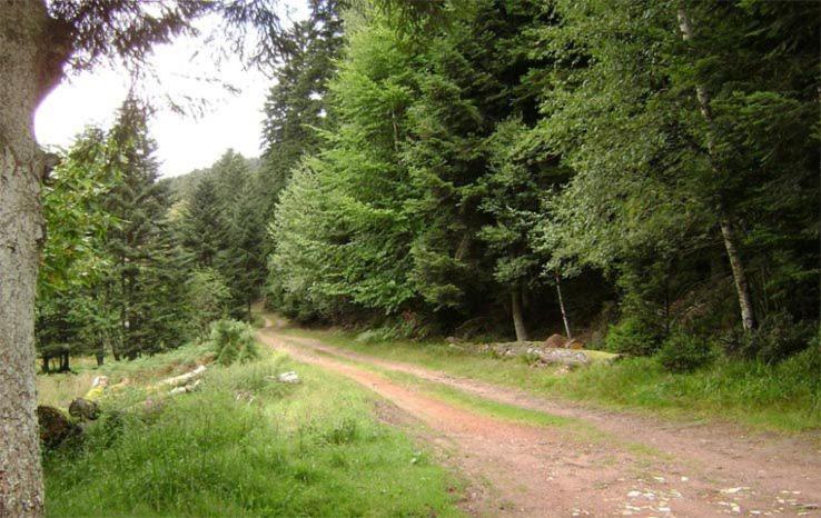 Gite Hansel De La Ferme Du Schneeberg Wangenbourg-Engenthal Esterno foto