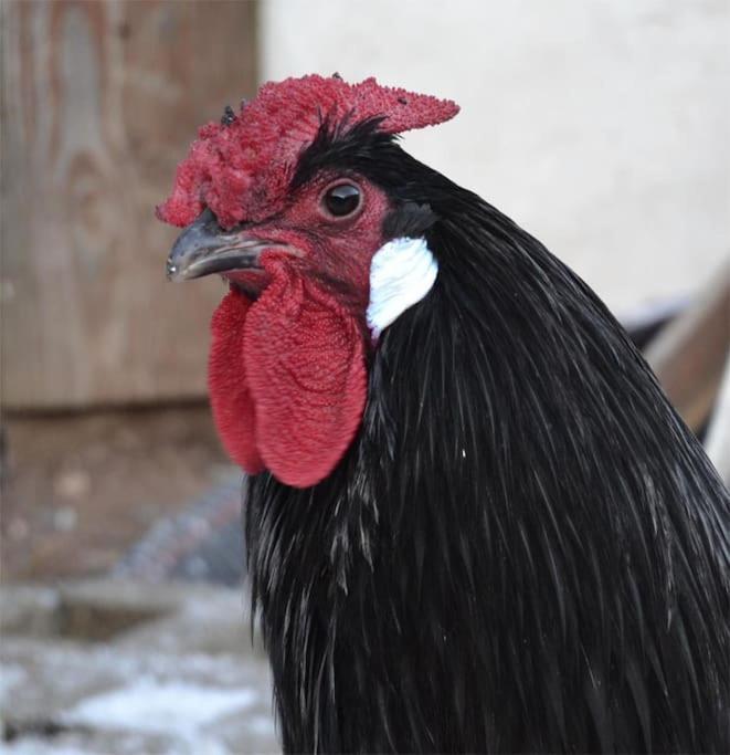 Gite Hansel De La Ferme Du Schneeberg Wangenbourg-Engenthal Esterno foto