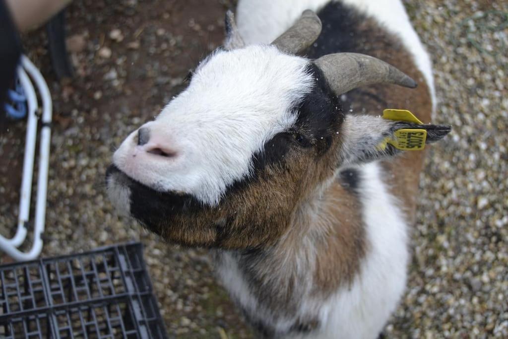 Gite Hansel De La Ferme Du Schneeberg Wangenbourg-Engenthal Esterno foto