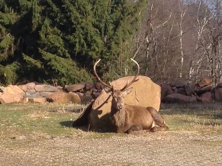 Gite Hansel De La Ferme Du Schneeberg Wangenbourg-Engenthal Esterno foto